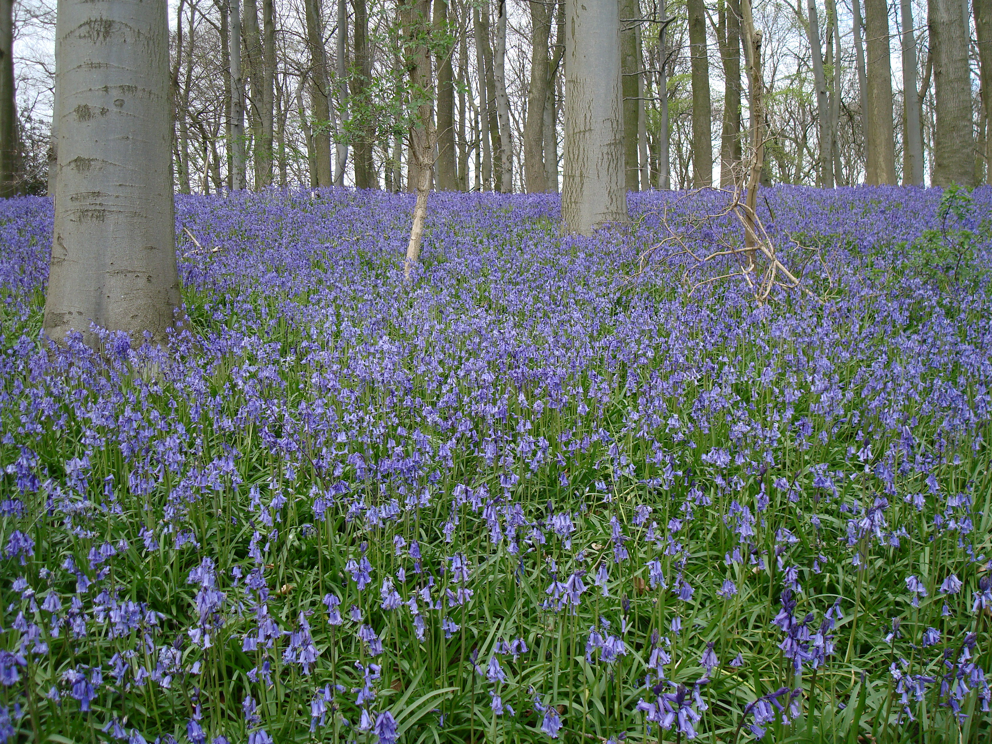 Bluebell wood