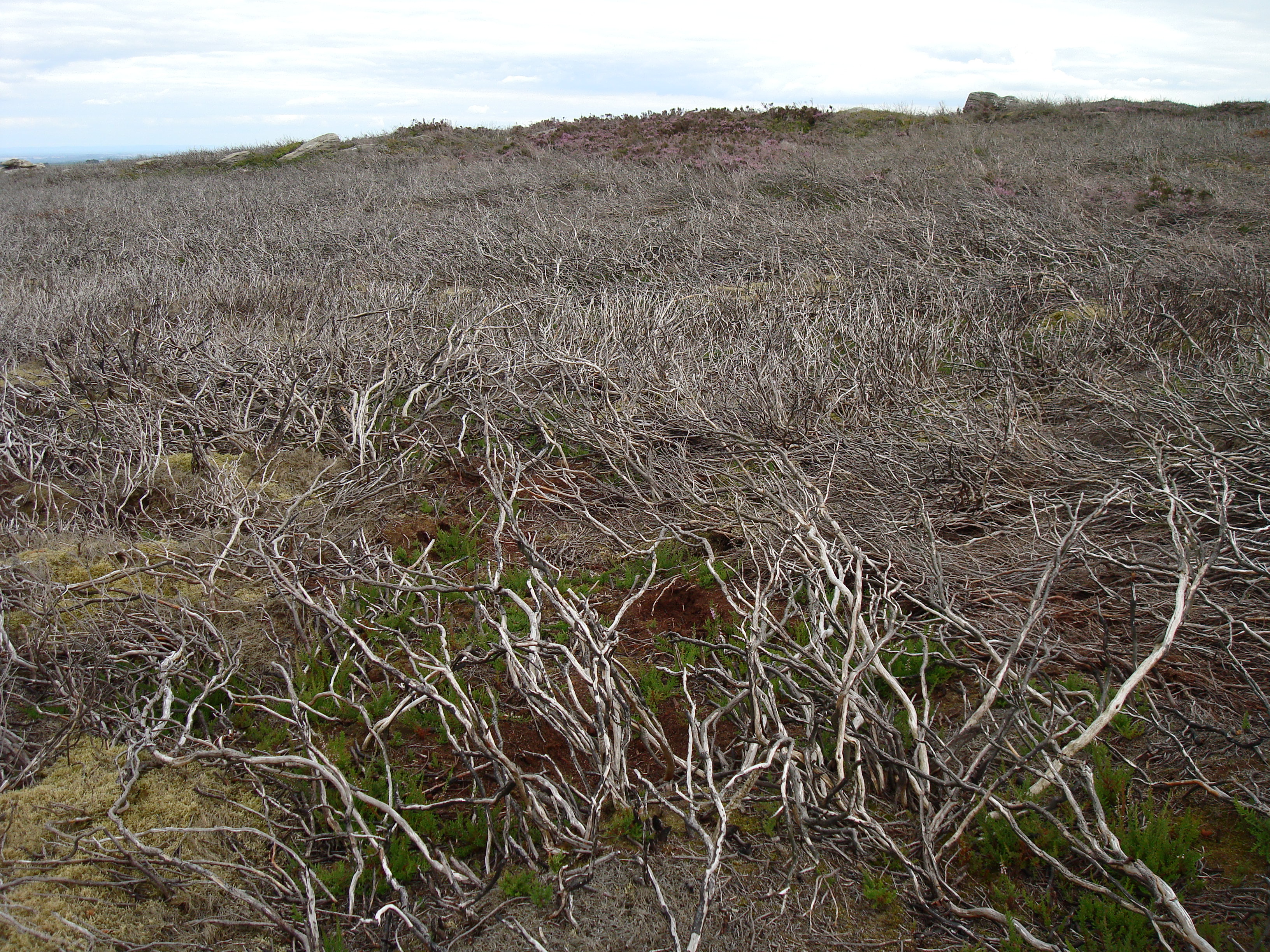 Burnt heather