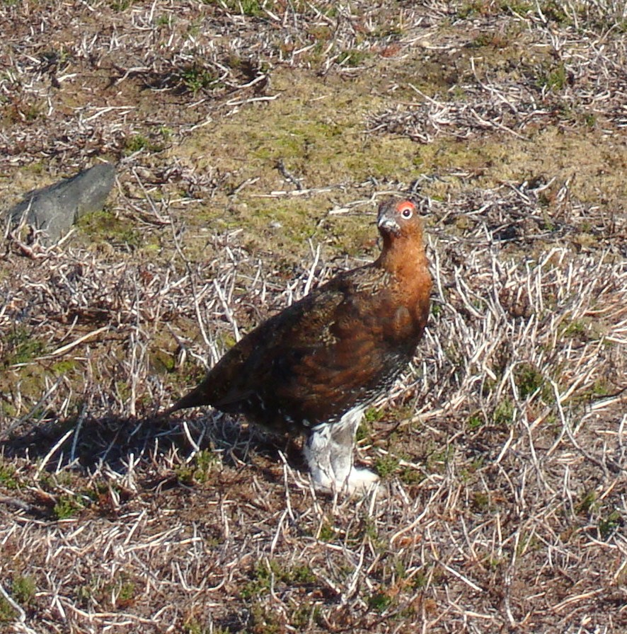 A red grouse